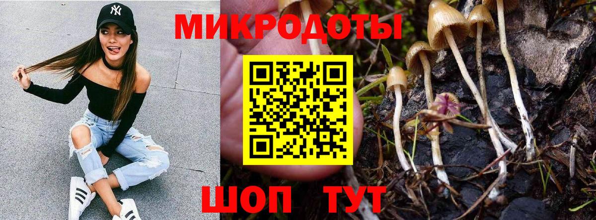 Псилоцибиновые грибы Psilocybe Дмитров